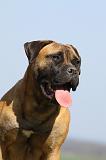 BULLMASTIFF 484